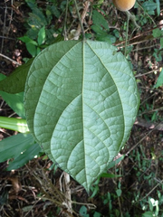 Albertisia cordifolia