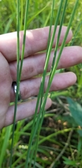 Juncus rugulosus