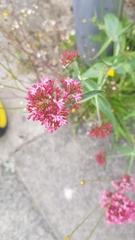 Centranthus ruber