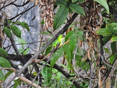 Lesbia victoriae