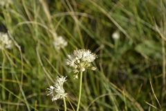 Allium flavescens