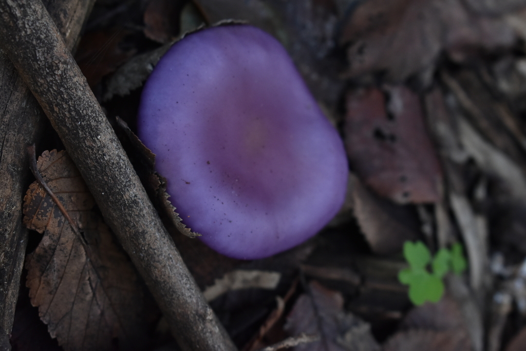 Collybia nuda · July 2020 · photo: © martnjosferreyra (iNaturalist, cc-by)