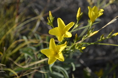 Linum ucranicum