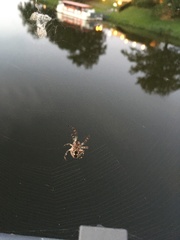 Larinioides sclopetarius