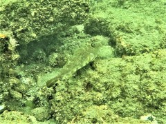 Sphoeroides lobatus