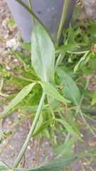 Centranthus ruber