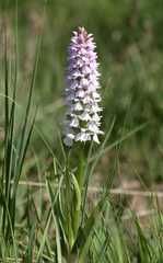 Dactylorhiza majalis sphagnicola