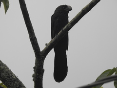 Crotophaga ani