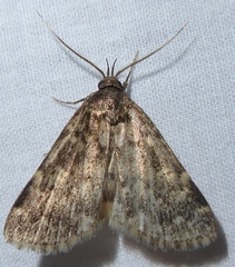 Idia occidentalis