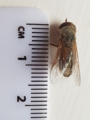 Atylotus latistriatus