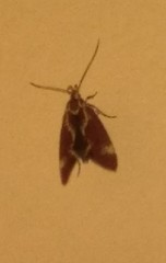 Metalampra