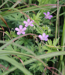 Geranium yesoense nipponicum