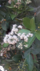 Ehretia tinifolia
