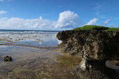 Emoia atrocostata