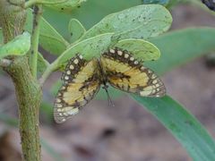 Byblia anvatara crameri