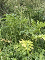 Heracleum persicum