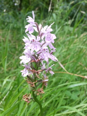 Dactylorhiza maculata