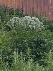 Heracleum persicum