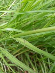 Dactylorhiza maculata