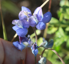 Lupinus bicolor