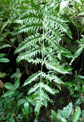 Blotiella currorii