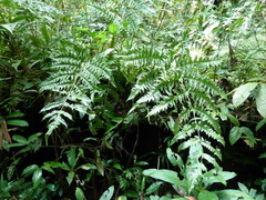 Blotiella currorii