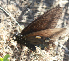Battus philenor hirsuta