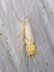 Phyllonorycter clemensella