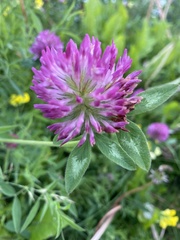 Trifolium pratense