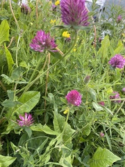 Trifolium pratense