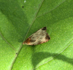 Olethreutes inornatana