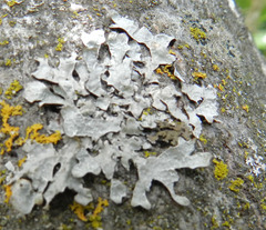 Parmeliopsis hyperopta