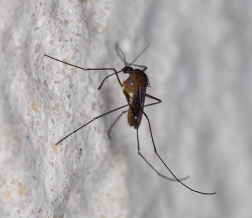 Sapphire-striped Mosquito photo 6