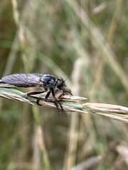 Neoitamus cyanurus