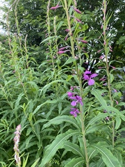 Chamaenerion angustifolium