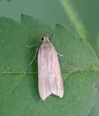 Acompsia cinerella