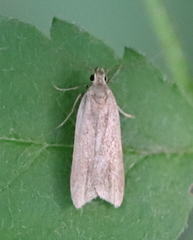 Acompsia cinerella