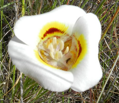 Calochortus superbus
