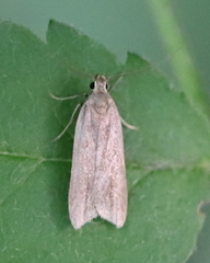 Acompsia cinerella