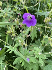 Geranium sylvaticum