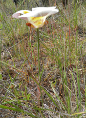 Calochortus superbus