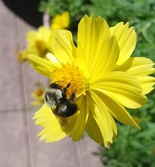 Bombus impatiens