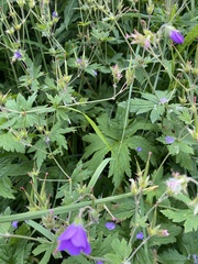 Geranium sylvaticum