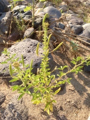 Polanisia dodecandra trachysperma