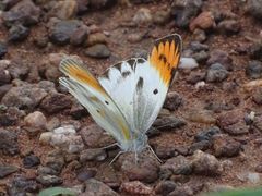 Colotis antevippe antevippe