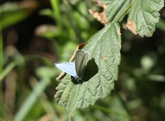 Celastrina argiolus