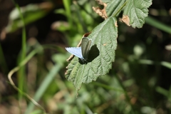 Celastrina argiolus