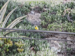 Spinus magellanicus