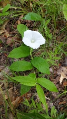 Calystegia spithamaea