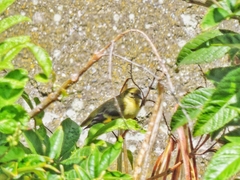 Spinus magellanicus
